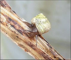 Helicina (Olygyra) orbiculata (Say, 1818) Globular Drop