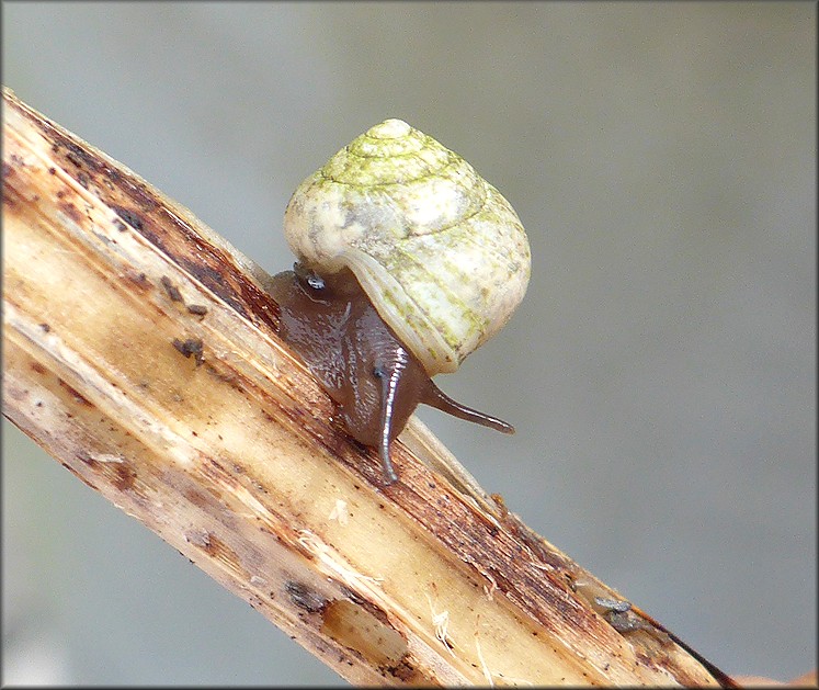 Helicina (Olygyra) orbiculata (Say, 1818) Globular Drop