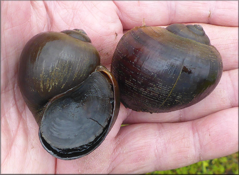 Pomacea paludosa specimens from the retention pond