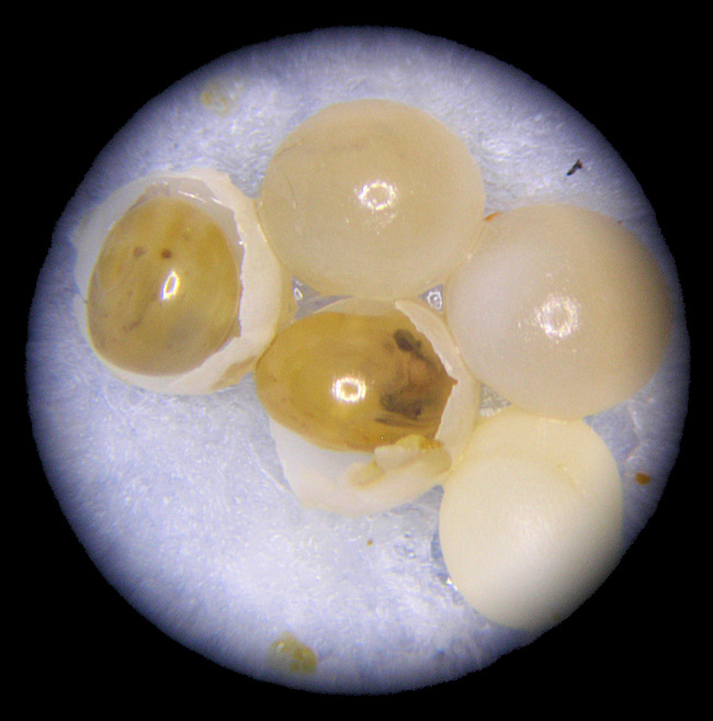 Bradybaena similaris (Frussac, 1821) Hatching