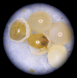 Bradybaena similaris (Frussac, 1821) Hatching