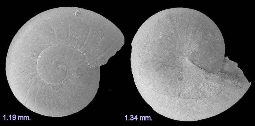 Glyphyalinia umbilicata (Singley in Cockerell, 1893) Texas Glyph