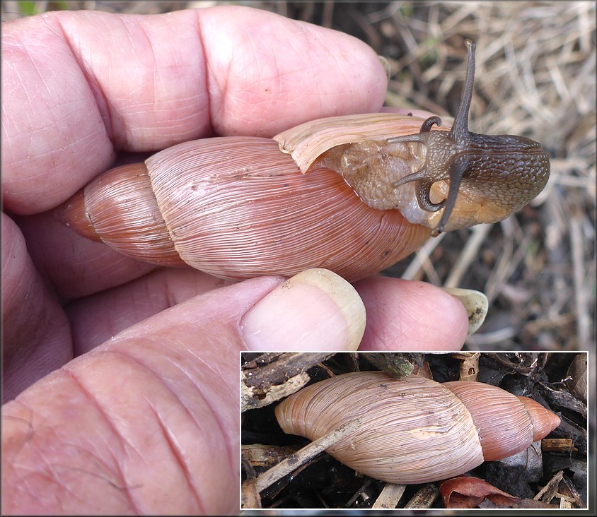 Euglandina rosea (Frussac, 1821)