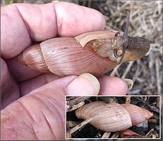 Euglandina rosea (Frussac, 1821)