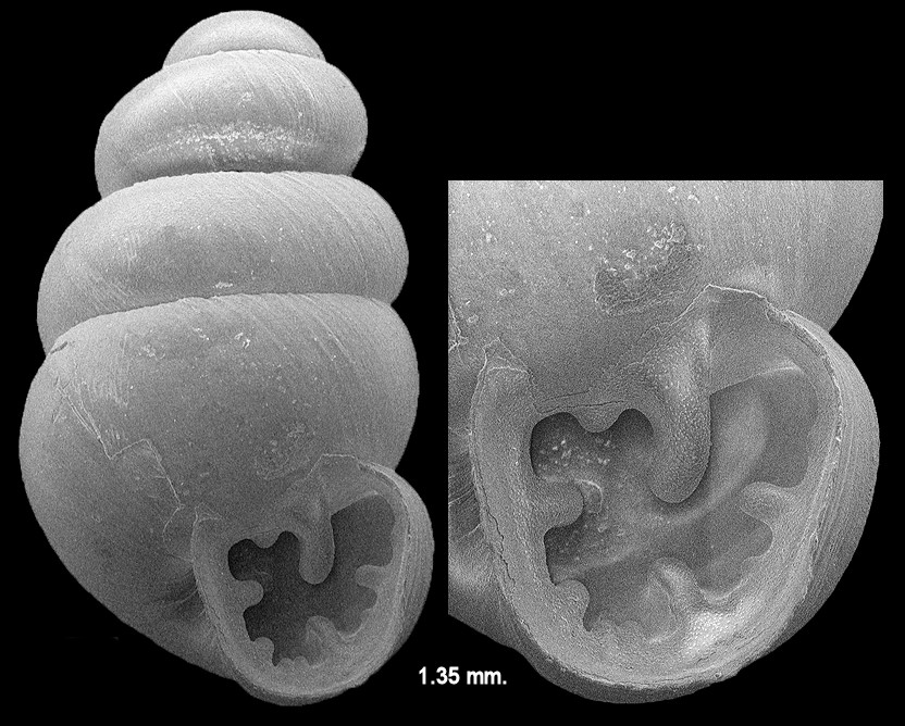 Gastrocopta pentodon (Say, 1822) Comb Snaggletooth