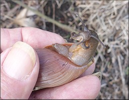 Euglandina rosea (Frussac, 1821) Rosy Wolfsnail