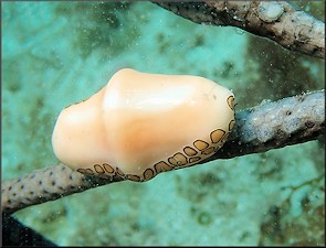 Cyphoma gibbosum (Linnaeus, 1758) Flamingo Tongue With Eggs