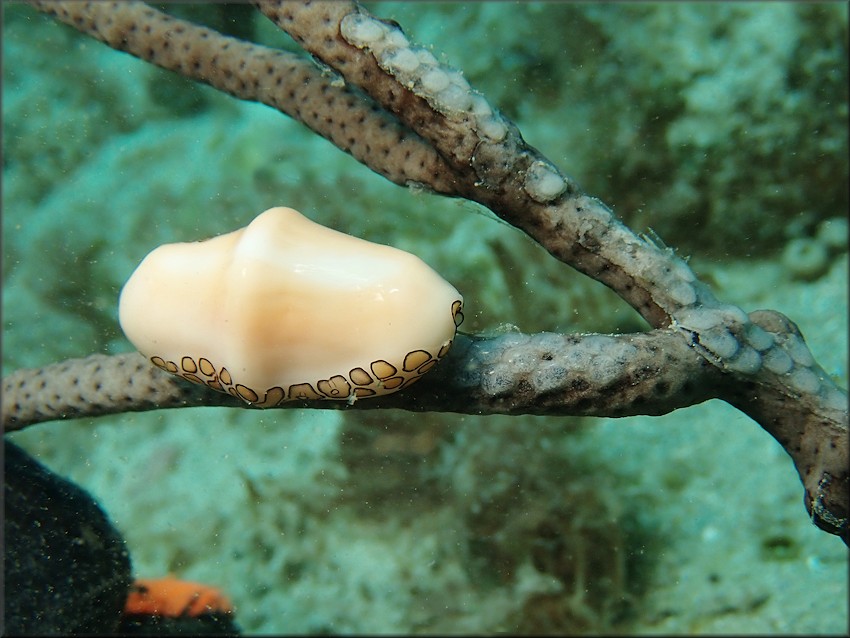 Cyphoma gibbosum (Linnaeus, 1758) Flamingo Tongue With Eggs