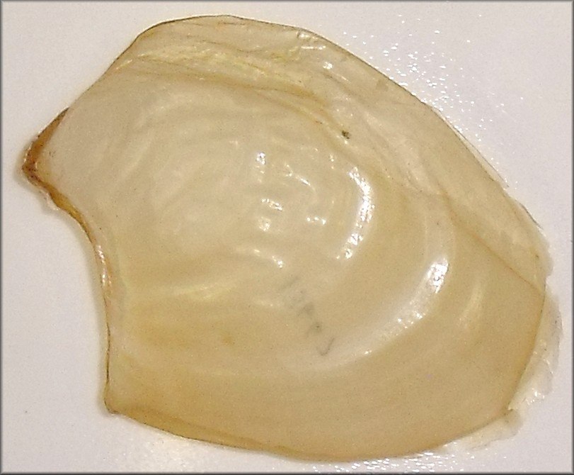 Aplysia brasiliana Rang, 1828 Mottled Seahare Internal Shell