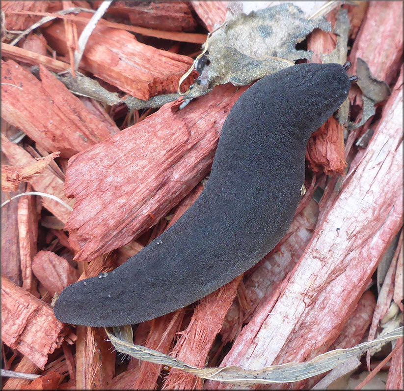 Belocaulus angustipes (Heynemann, 1885) Black-velvet Leatherleaf Along Cortez Road