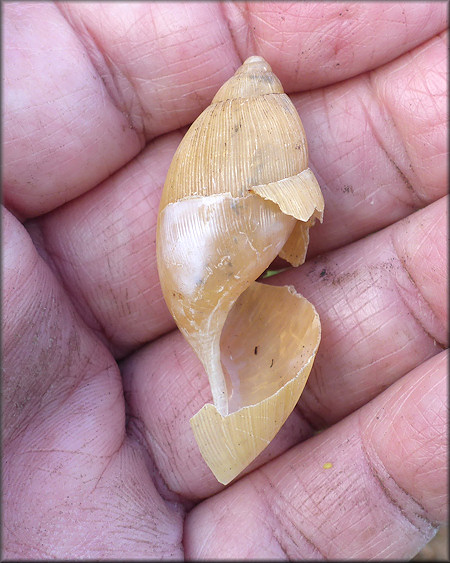 Euglandina rosea (Frussac, 1821) Damaged Shell