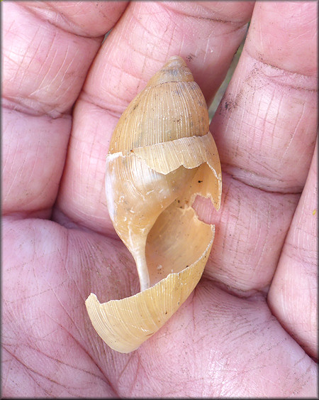 Euglandina rosea (Frussac, 1821) Damaged Shell