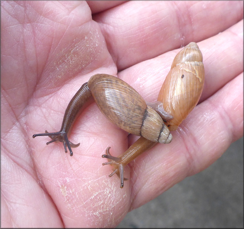 Euglandina rosea (Frussac, 1821) Juveniles