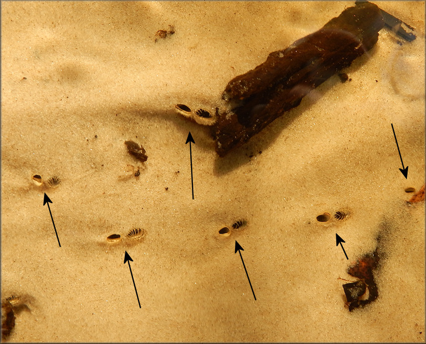 Corbicula fluminea (Mller, 1774) Asian Clam In Situ