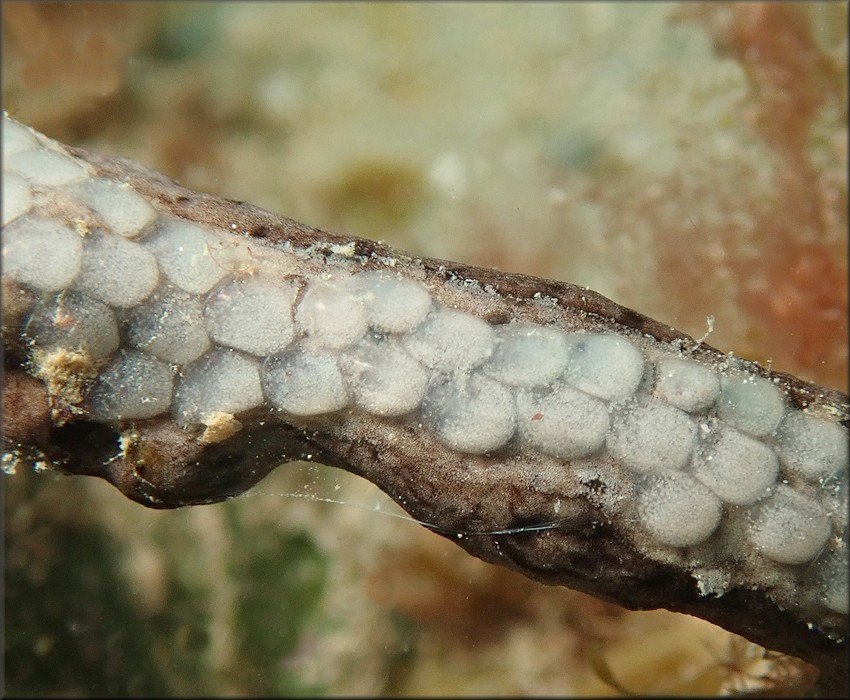 Cyphoma gibbosum (Linnaeus, 1758) Flamingo Tongue Eggs