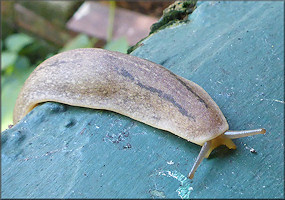 Leidyula floridana (Leidy, 1851) Florida Leatherleaf