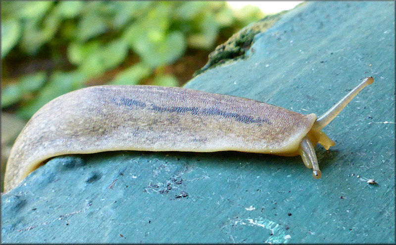 Leidyula floridana (Leidy, 1851) Florida Leatherleaf