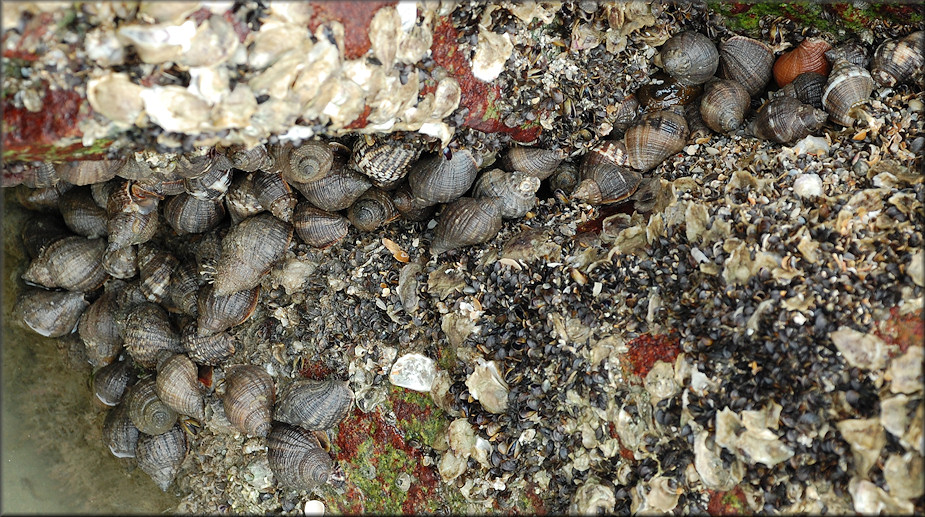 Stramonita haemastoma (Linnaeus, 1767) In Situ