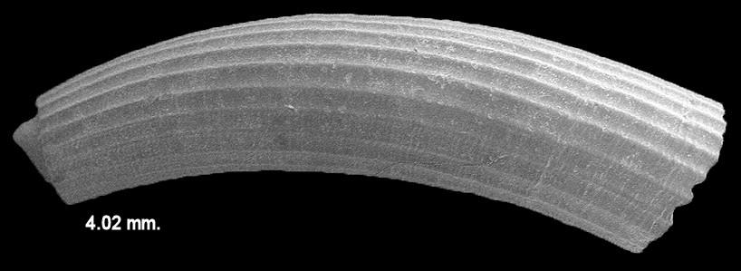 Caecum tortile Dall, 1892 Twisted Caecum