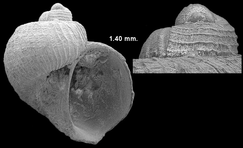 Megalomphalus pilsbryi (Olsson and McGinty, 1958) Pilsbry’s Macromphaline