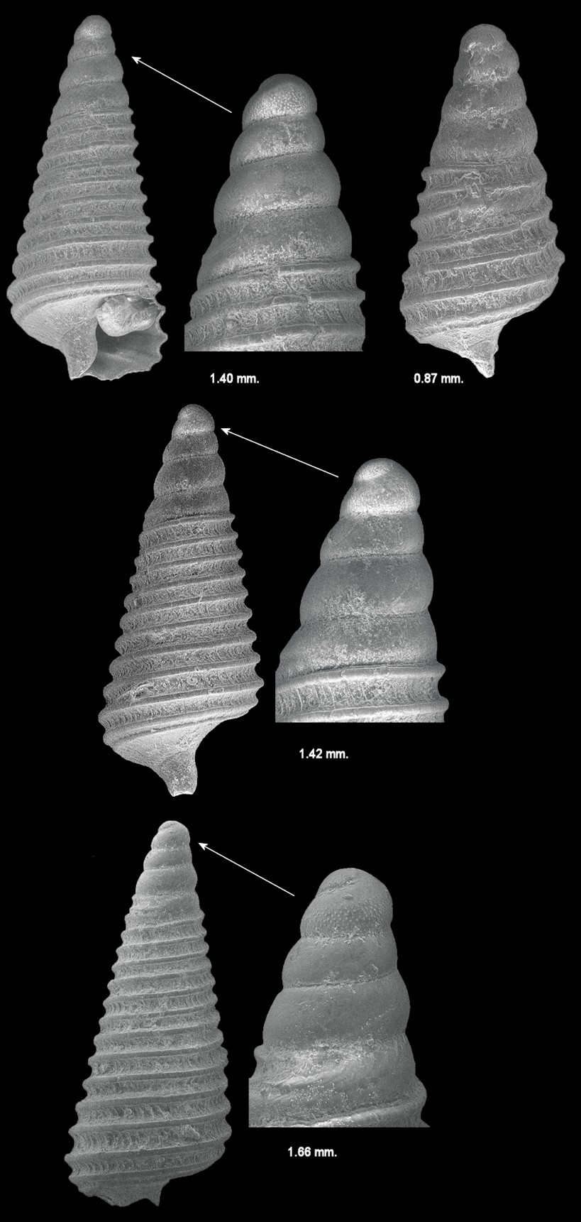 Seila adamsii (H. C. Lea, 1845) Adams’ Miniature Cerith