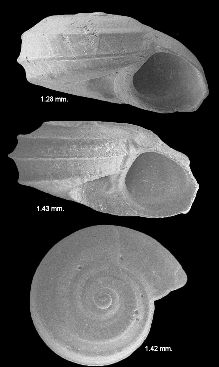 Cyclostremiscus supressus (Dall, 1889) Suppressed Vitrinella