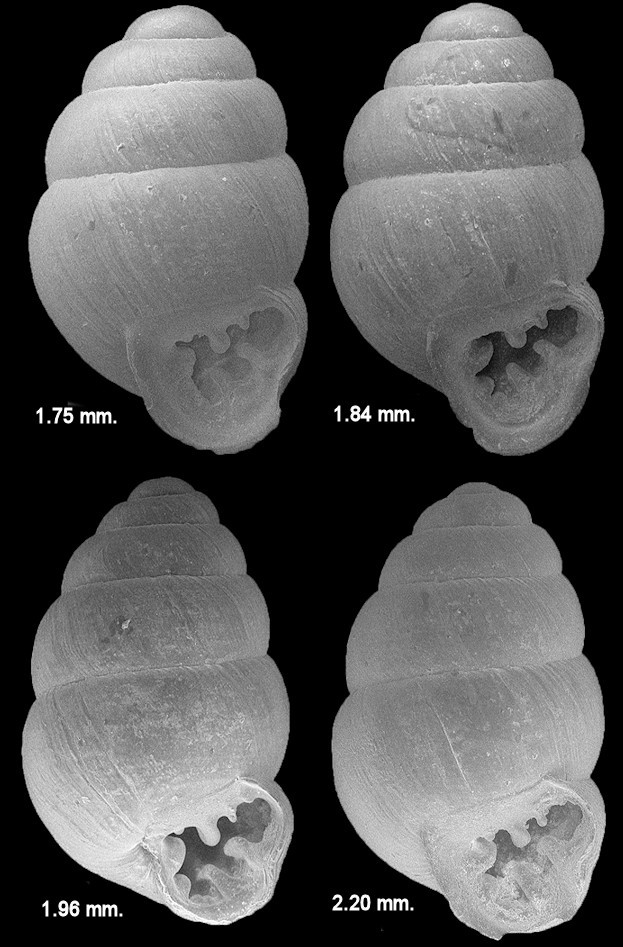 Vertigo ovata Say, 1822 Ovate Vertigo (Fossils)