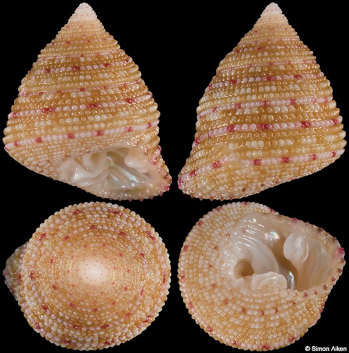 Clanculus stigmatarius A. Adams, 1853