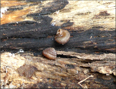 Strobilops aeneus Pilsbry, 1926 Bronze Pinecone In Situ