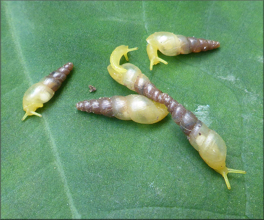 Opeas pyrgula Schmacker and Boettger, 1891 Sharp Awlsnail