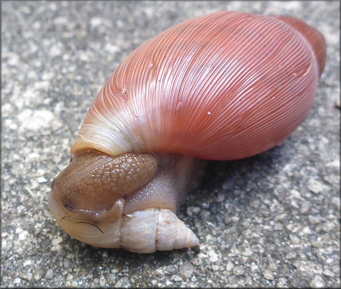 Euglandina rosea (Frussac, 1821) Feeding On Bulimulus sporadicus