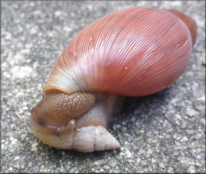 Euglandina rosea (Frussac, 1821) Feeding On Bulimulus sporadicus