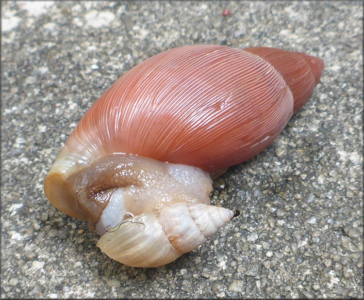 Euglandina rosea (Frussac, 1821) Feeding On Bulimulus sporadicus