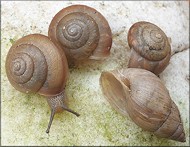 Bradybaena similaris (Frussac, 1821) Asian Tramp Snail