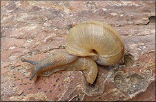 Bradybaena similaris (Férussac, 1821)