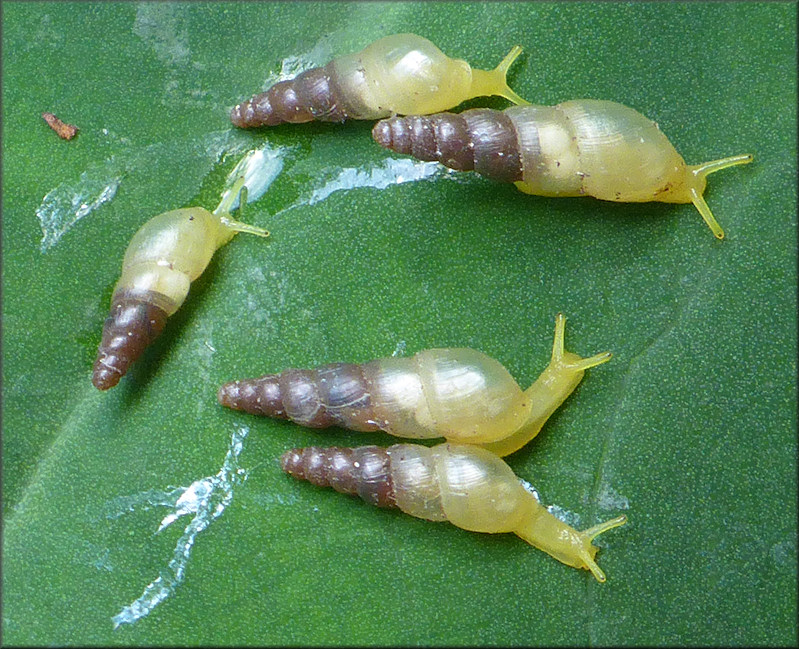 Opeas pyrgula Schmacker and Boettger, 1891 Sharp Awlsnail