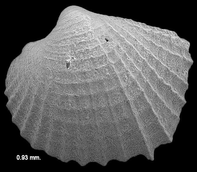 Papyridea semisulcata (Gray, 1825) Frilled Papercockle