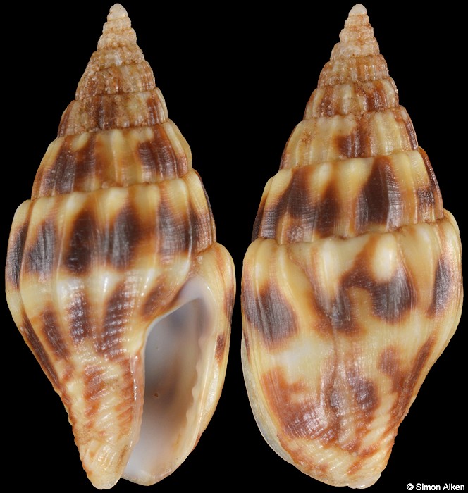 Anachis decimdentata Pilsbry and H. N. Lowe, 1932