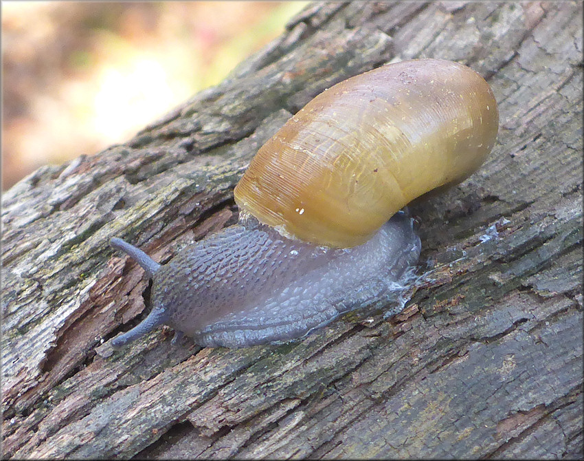 Mesomphix globosus (MacMillan, 1940) Globose Button