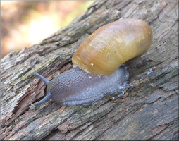 Mesomphix globosus (MacMillan, 1940) Globose Button
