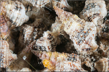 Cerithium atratum (Born, 1778) Dark Cerith Apparent Mating Aggregation