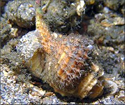 Cymatium (Ranularia) cynocephalum (Lamarck, 1816) Depositing Egg Capsules