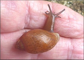 Euglandina rosea (Frussac, 1821) Juvenile