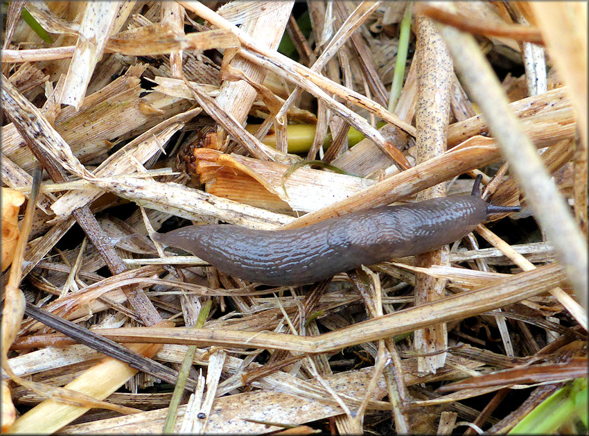 Deroceras laeve (Mller, 1774) Meadow Slug In Situ