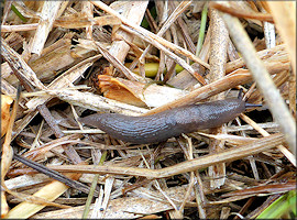 Deroceras laeve (Mller, 1774) Meadow Slug In Situ