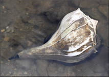 Busycon perversum (Linnaeus, 1758) Living Specimen