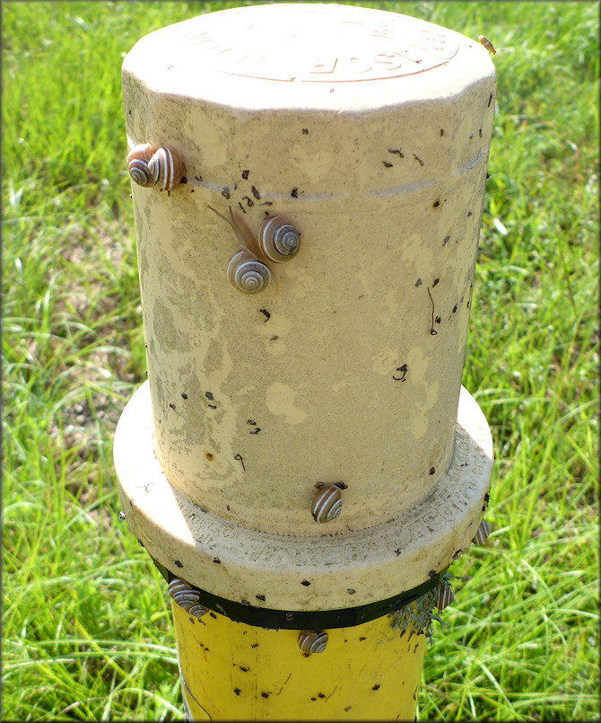 Praticolella griseola (L. Pfeiffer, 1841) Vagrant Scrubsnail In Situ