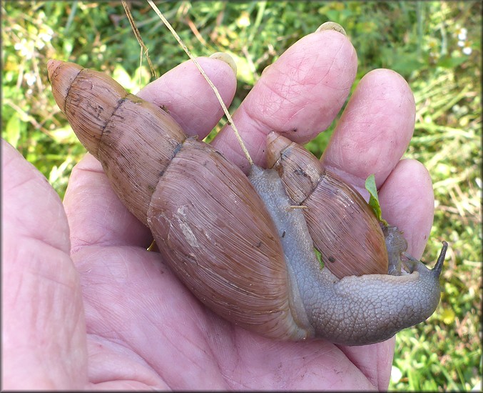 Euglandina rosea (Frussac, 1821) Mating In Situ