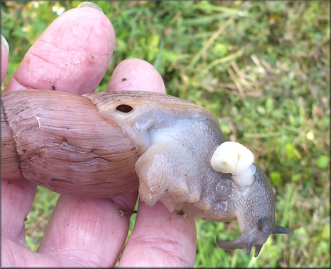 Euglandina rosea (Frussac, 1821) Mating In Situ