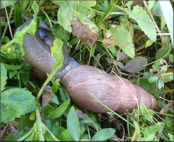 Euglandina rosea (Frussac, 1821) Mating In Situ